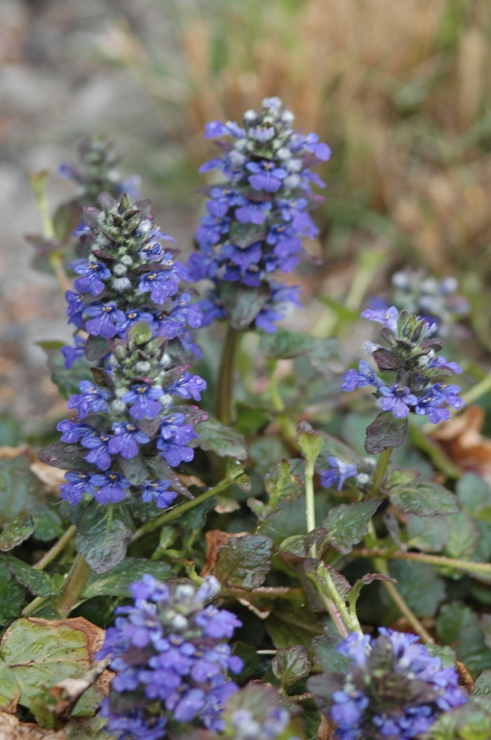 Bugleweed - Ajuga reptans 'Catlin's Giant' from E.C. Brown's Nursery Bugleweed - Ajuga reptans 'Catlin's Giant' from E.C. Brown's Nursery