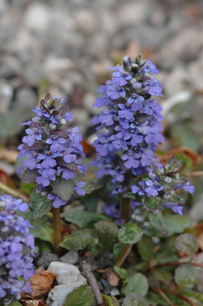 Bugleweed - Ajuga reptans 'Catlin's Giant' from E.C. Brown's Nursery Bugleweed - Ajuga reptans 'Catlin's Giant' from E.C. Brown's Nursery