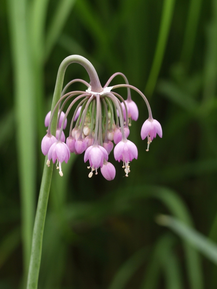 Nodding Onion - Allium cernuum from E.C. Brown's Nursery Nodding Onion - Allium cernuum from E.C. Brown's Nursery