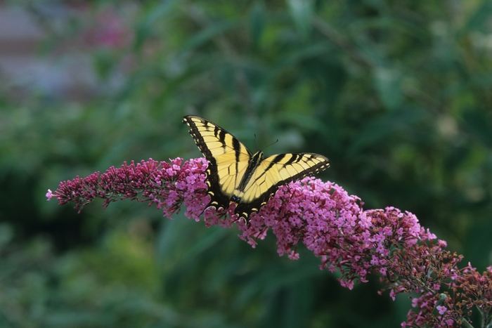 Butterfly Bush - Buddleia davidii 'Pink Delight' from E.C. Brown's Nursery Butterfly Bush - Buddleia davidii 'Pink Delight' from E.C. Brown's Nursery