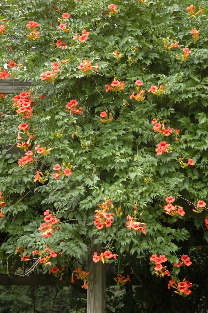 Trumpet Creeper - Campsis radicans from E.C. Brown's Nursery