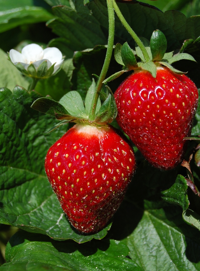 Strawberry - Fragaria x ananassa from E.C. Brown's Nursery