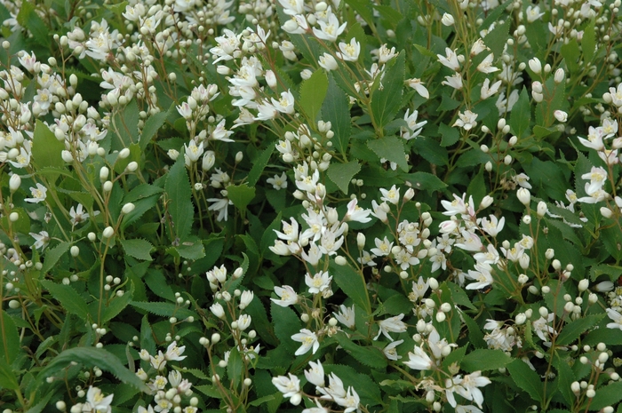 Dwarf Deutzia - Deutzia gracilis 'Nikko' from E.C. Brown's Nursery Dwarf Deutzia - Deutzia gracilis 'Nikko' from E.C. Brown's Nursery