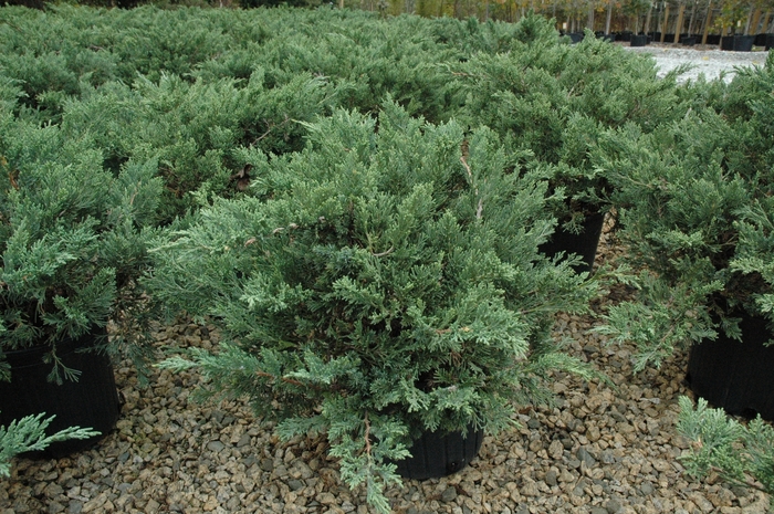 'Expansa ('Parsonii')' Parsons Juniper - Juniperus davurica from E.C. Brown's Nursery