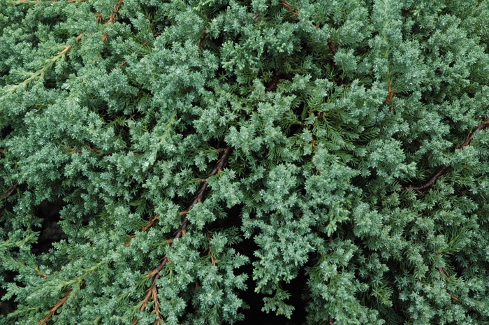 Japanese Garden Juniper - Juniperus procumbens 'Nana' from E.C. Brown's Nursery