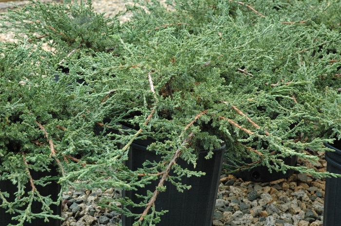 Sargent juniper - Juniperus chinensis var. sargentii from E.C. Brown's Nursery