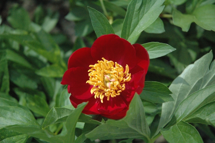 Scarlett O'Hara Peony - Paeonia lactiflora 'Scarlett O'Hara' from E.C. Brown's Nursery