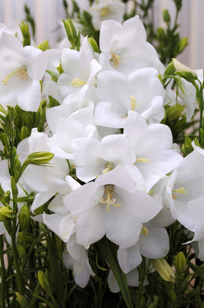 White Bellflower - Campanula persicifolia 'Takion ™ White' from E.C. Brown's Nursery
