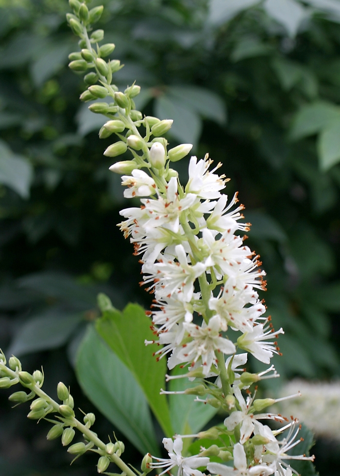 Sugartina® 'Crystalina' - Clethra alnifolia (Summersweet) from E.C. Brown's Nursery