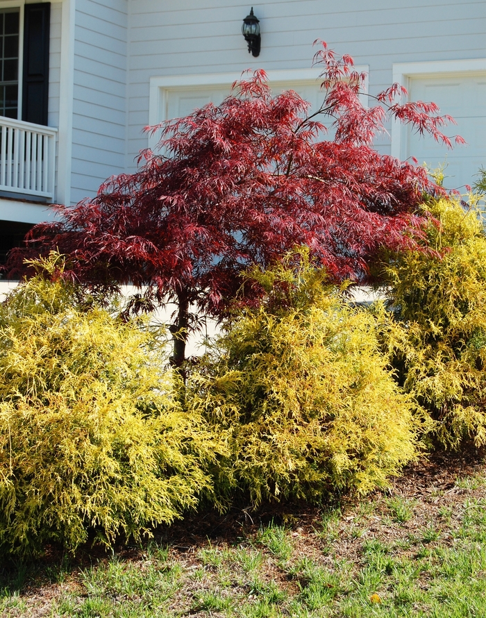 Golden Mop Cypress - Chamaecyparis pisifera 'Golden Mop' from E.C. Brown's Nursery Golden Mop Cypress - Chamaecyparis pisifera 'Golden Mop' from E.C. Brown's Nursery