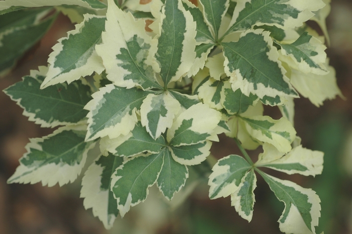 Variegated Fiveleaf Aralia - Eleutherococcus seiboldianus 'Variegatus' from E.C. Brown's Nursery