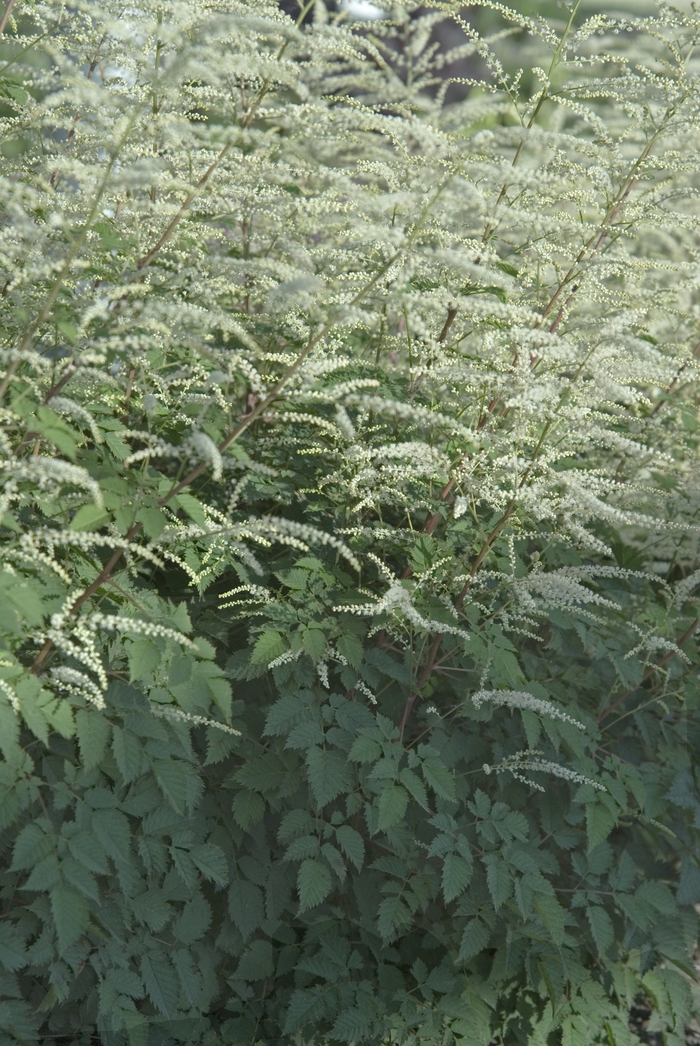 Dwarf Goat's Beard - Aruncus 'Misty Lace' from E.C. Brown's Nursery