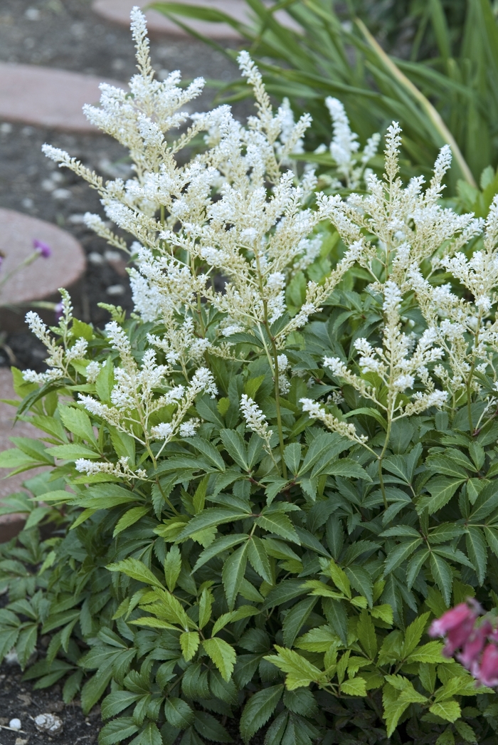 Deutschland False Spirea - Astilbe rhizomatous 'Deutschland' (False Spirea) from E.C. Brown's Nursery Deutschland False Spirea - Astilbe rhizomatous 'Deutschland' (False Spirea) from E.C. Brown's Nursery