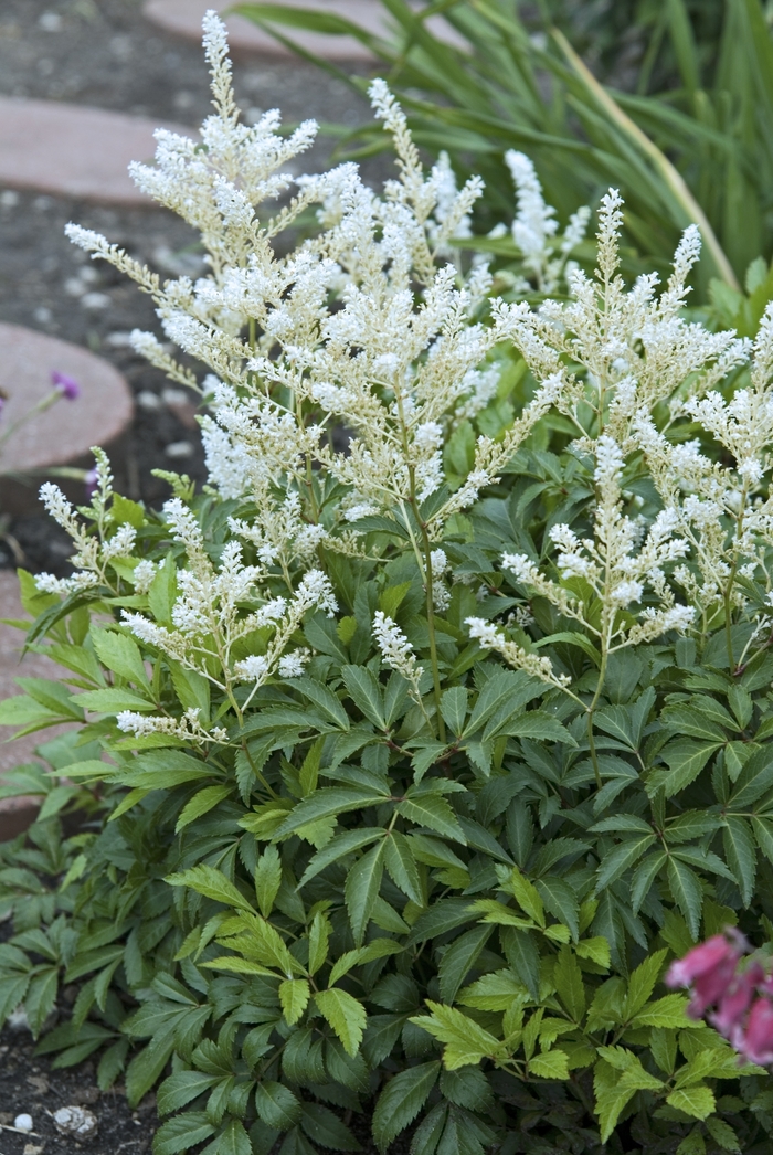 Deutschland False Spirea - Astilbe rhizomatous 'Deutschland' (False Spirea) from E.C. Brown's Nursery