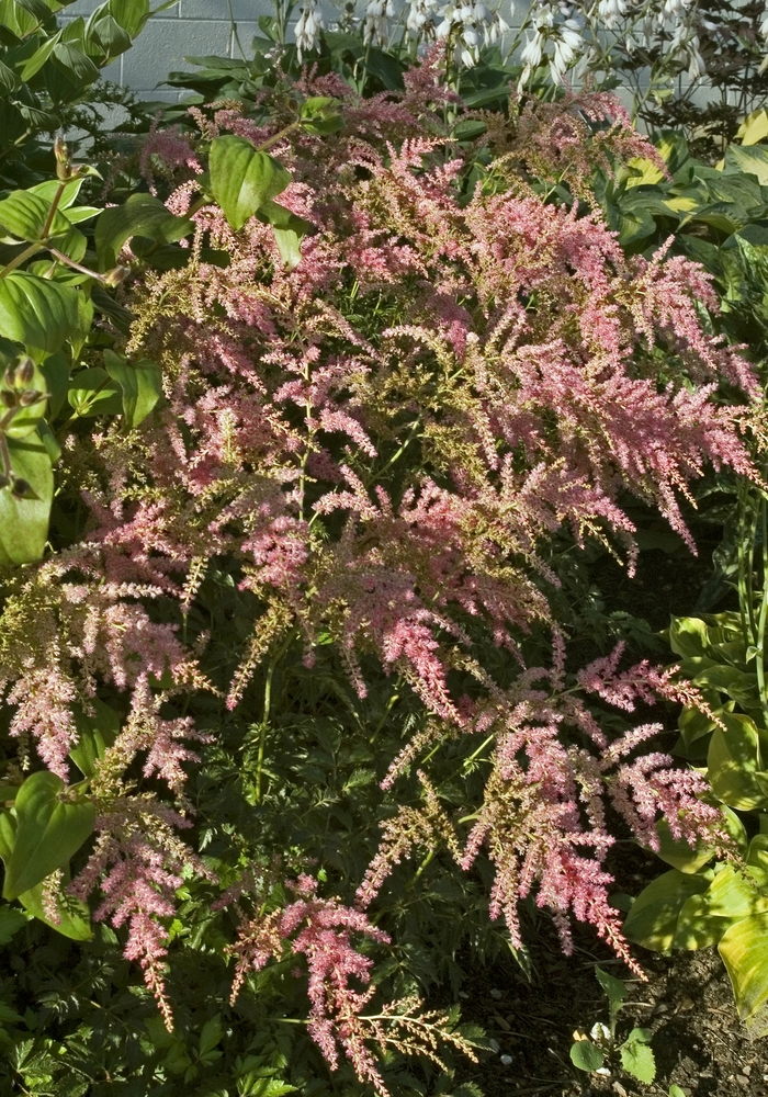 False Spiraea - Astilbe 'Jacqueline' from E.C. Brown's Nursery False Spiraea - Astilbe 'Jacqueline' from E.C. Brown's Nursery