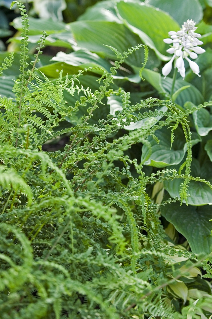 Fern-Tatting - Athyrium filix-femina 'Frizelliae' from E.C. Brown's Nursery