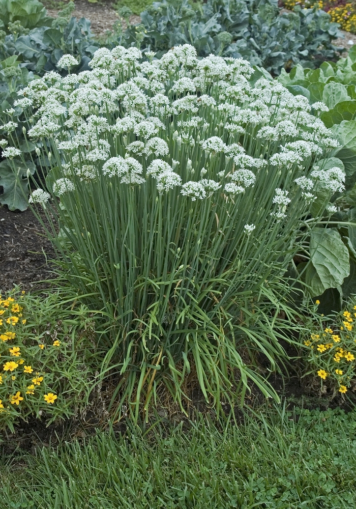 Chives, Garlic - Allium tuberosum from E.C. Brown's Nursery