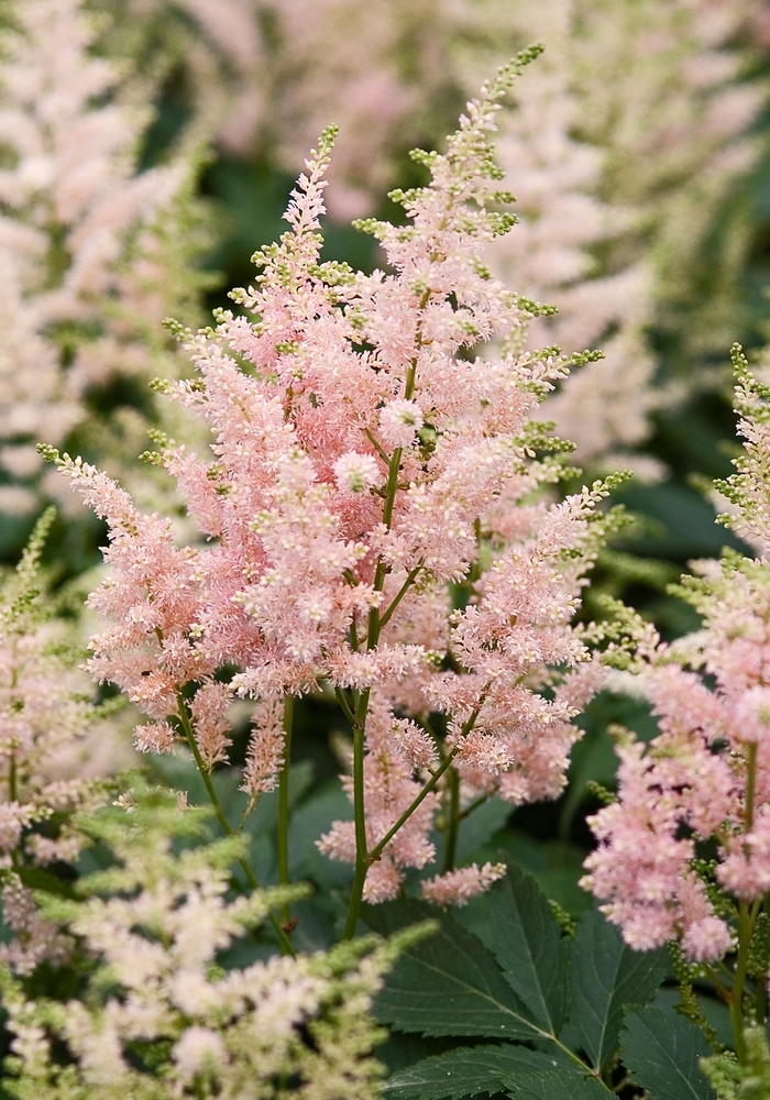 False Spirea - Astilbe arendsii 'Erica' from E.C. Brown's Nursery