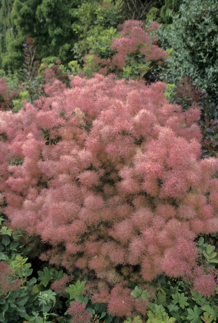 Smoke Bush, Venitian Sumac - Cotinus coggygria from E.C. Brown's Nursery Smoke Bush, Venitian Sumac - Cotinus coggygria from E.C. Brown's Nursery