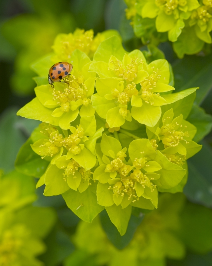 Cushion Spurge - Euphorbia polychroma from E.C. Brown's Nursery