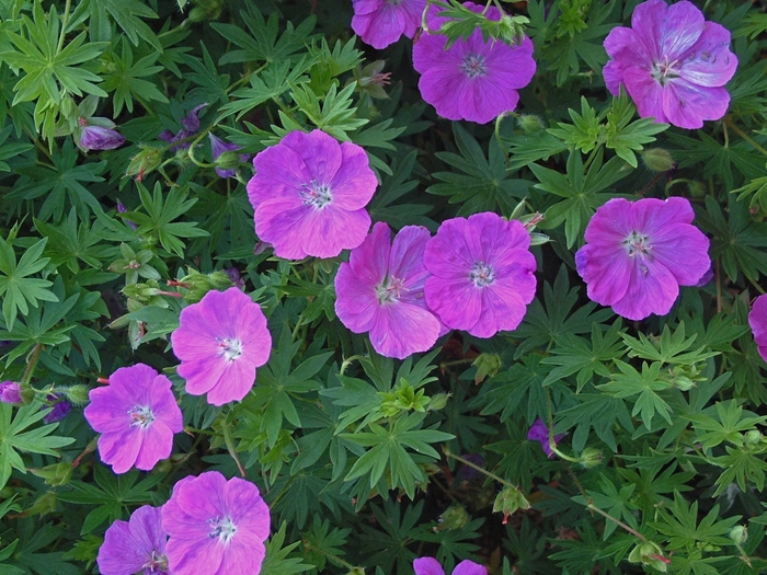Cranesbill - Geranium sanguineum 'New Hampshire' from E.C. Brown's Nursery Cranesbill - Geranium sanguineum 'New Hampshire' from E.C. Brown's Nursery