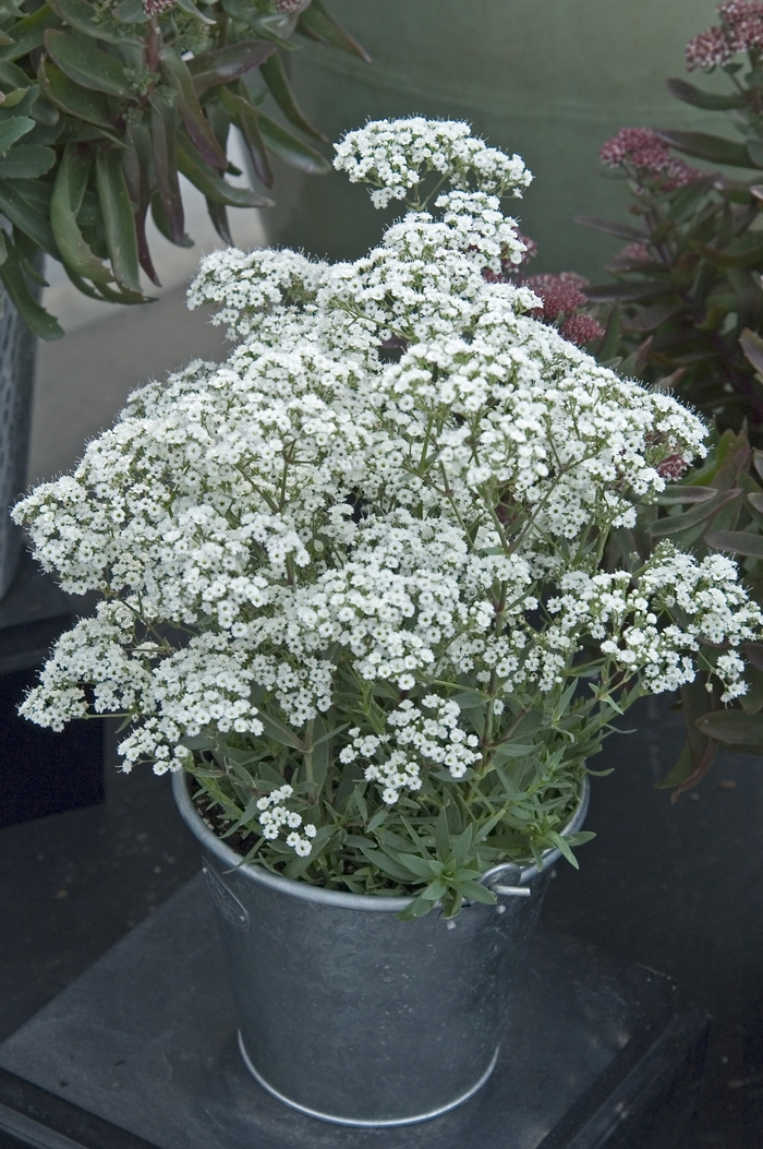 Festival Star™ - Gypsophila paniculata from E.C. Brown's Nursery Festival Star™ - Gypsophila paniculata from E.C. Brown's Nursery