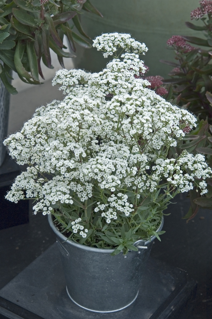 Festival Star™ - Gypsophila paniculata from E.C. Brown's Nursery