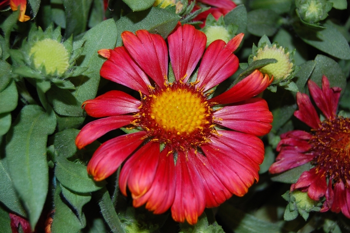 Arizona Red Shades Blanket Flower - Gaillardia 'Arizona Red Shades' (Blanket Flower) from E.C. Brown's Nursery Arizona Red Shades Blanket Flower - Gaillardia 'Arizona Red Shades' (Blanket Flower) from E.C. Brown's Nursery