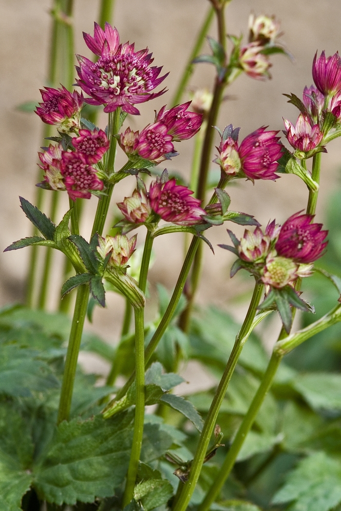 Masterwort - Astrantia major 'Abbey Road' from E.C. Brown's Nursery