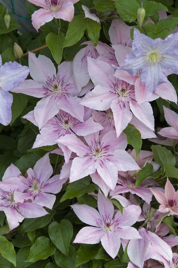 Clematis - Clematis 'Pink Fantasy' from E.C. Brown's Nursery