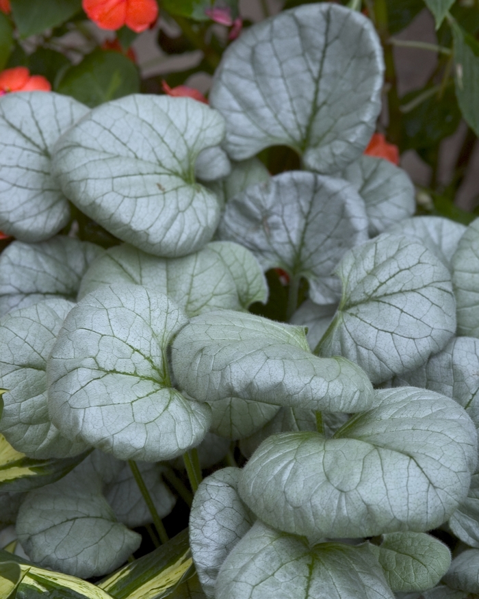 Siberian Bugloss - Brunnera macrophylla 'Looking Glass' from E.C. Brown's Nursery