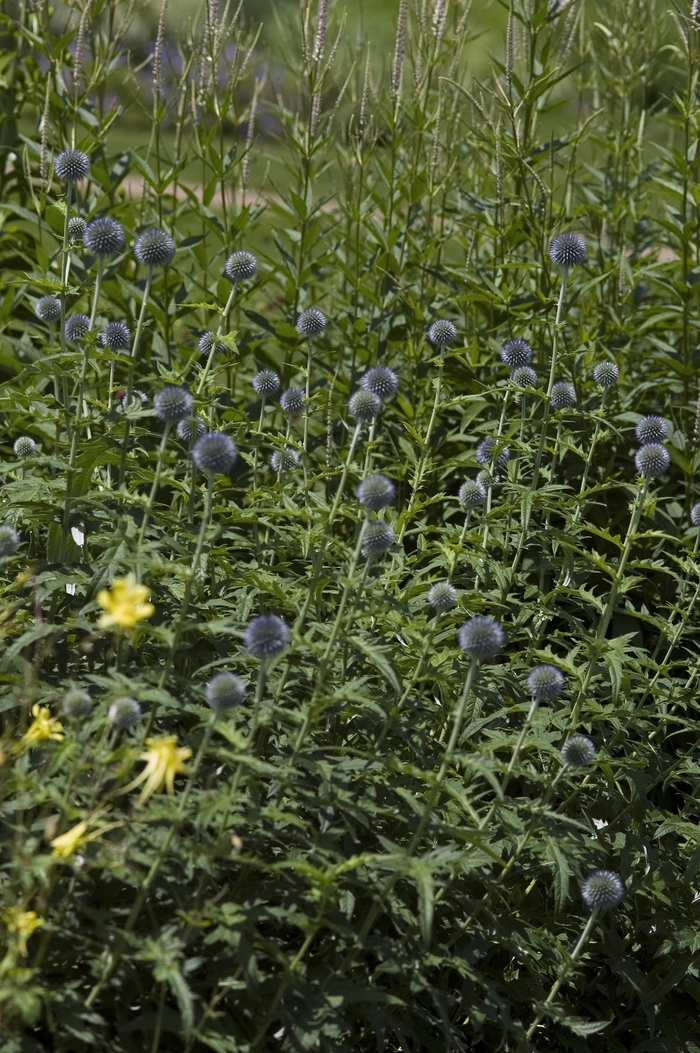 Globe Thistle - Echinops ritro from E.C. Brown's Nursery Globe Thistle - Echinops ritro from E.C. Brown's Nursery