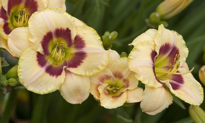 Daylily-Designer - Hemerocallis ''Custard Candy'' from E.C. Brown's Nursery