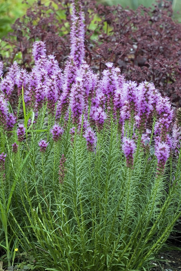 Gayfeather - Liatris spicata 'Floristan Violet' from E.C. Brown's Nursery