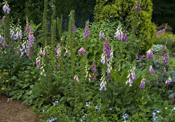Foxglove - DIGITALIS purpurea from E.C. Brown's Nursery Foxglove - DIGITALIS purpurea from E.C. Brown's Nursery