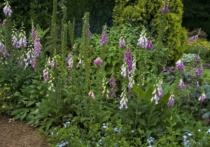 Foxglove - DIGITALIS purpurea from E.C. Brown's Nursery