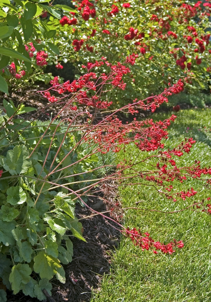 Coral Bells - Heuchera sanguinea from E.C. Brown's Nursery Coral Bells - Heuchera sanguinea from E.C. Brown's Nursery