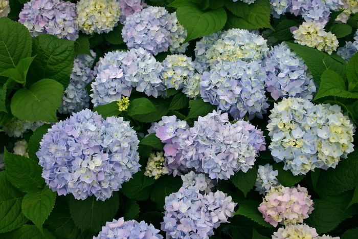 The Original Bigleaf Hydrangea - Hydrangea macrophylla 'Bailmer' from E.C. Brown's Nursery