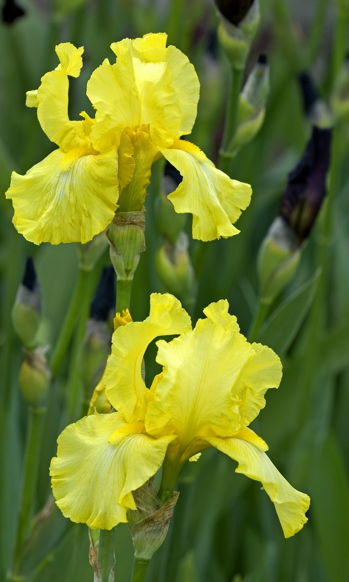 'Harvest Of Memories' Bearded Iris - Iris germanica from E.C. Brown's Nursery 'Harvest Of Memories' Bearded Iris - Iris germanica from E.C. Brown's Nursery