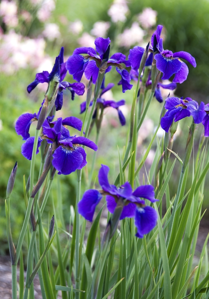 Siberian Iris - Iris sibirica 'Ceasars Brother' from E.C. Brown's Nursery