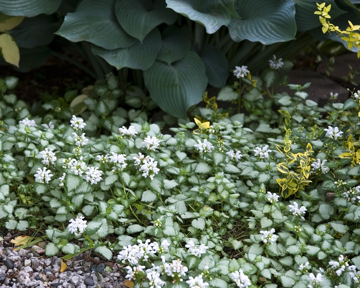 'White Nancy' Lamium - Lamium maculatum 'White Nancy' from E.C. Brown's Nursery 'White Nancy' Lamium - Lamium maculatum 'White Nancy' from E.C. Brown's Nursery