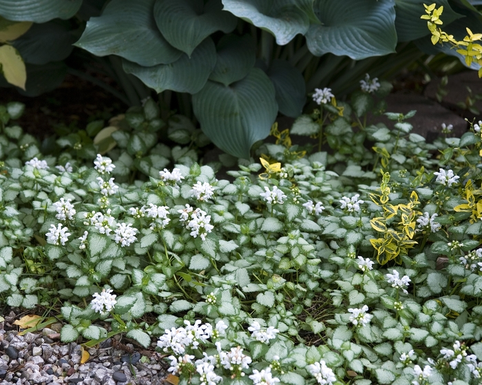 'White Nancy' Lamium - Lamium maculatum 'White Nancy' from E.C. Brown's Nursery