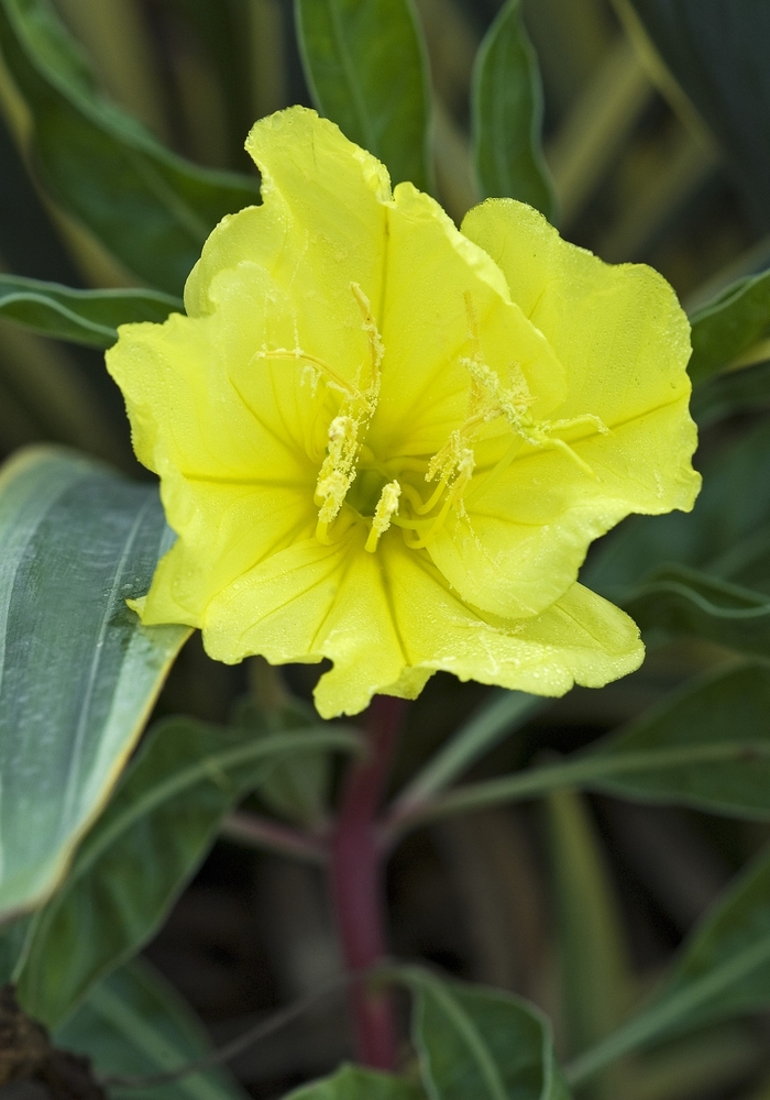 Missouri Evening Primrose - Oenothera missouriensis from E.C. Brown's Nursery Missouri Evening Primrose - Oenothera missouriensis from E.C. Brown's Nursery