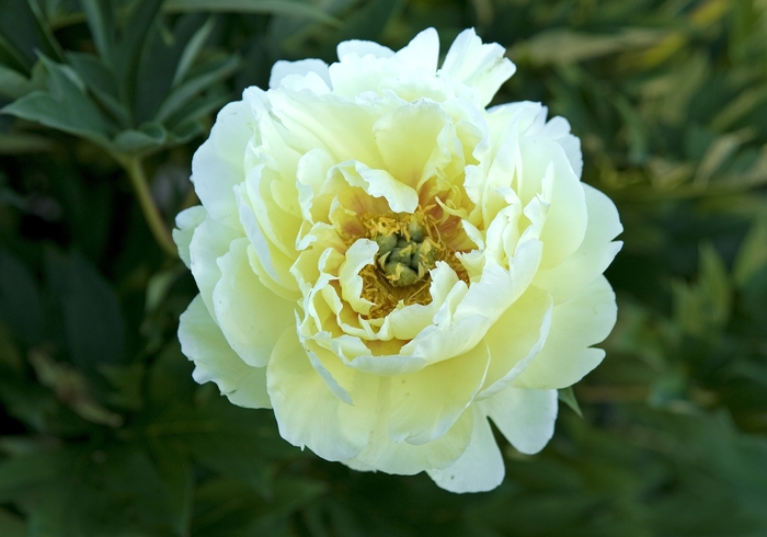 Bartzella Peony - Paeonia 'Bartzella' from E.C. Brown's Nursery