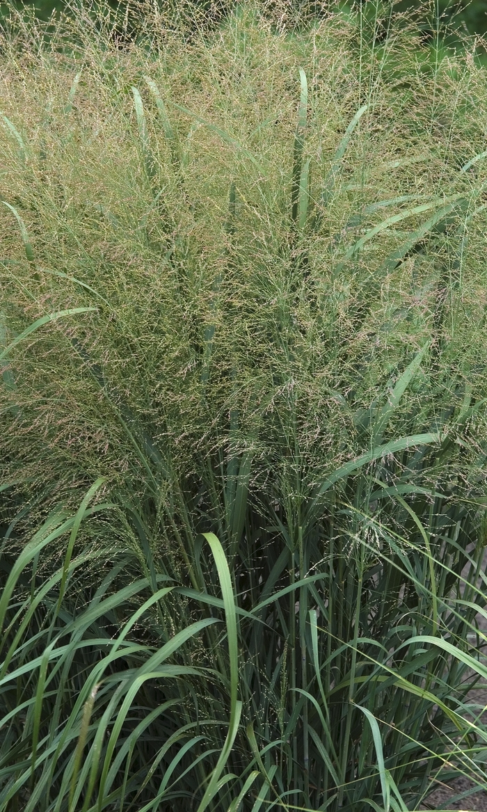 Grass-Ornamental - Panicum virgatum 'Thundercloud' from E.C. Brown's Nursery