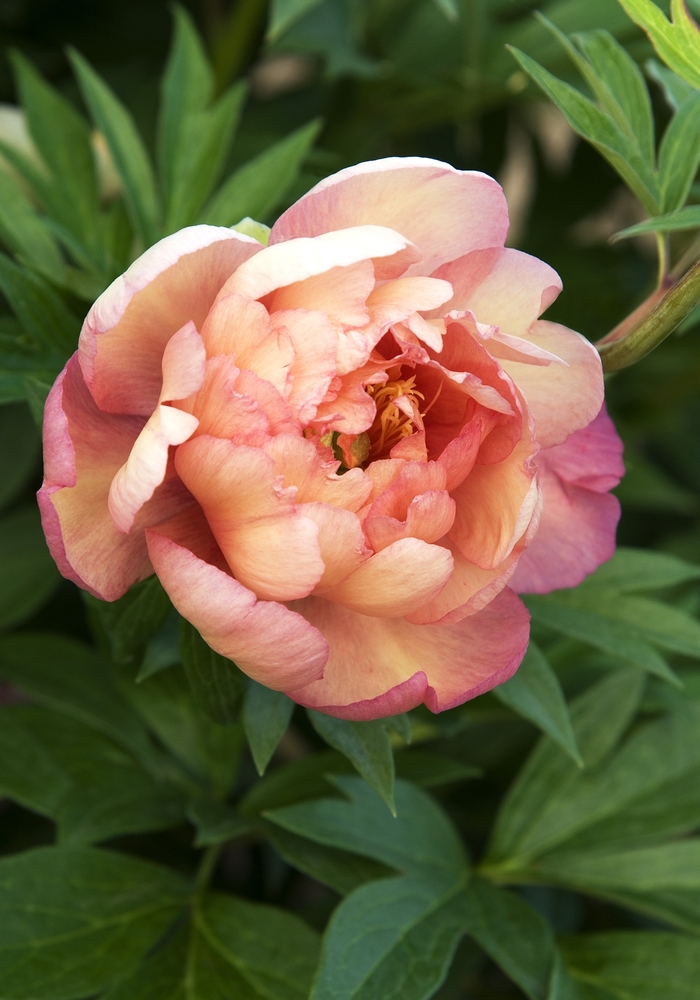 Peony - Paeonia 'Julia Rose' from E.C. Brown's Nursery