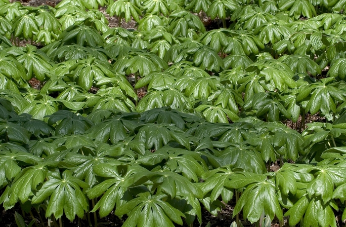 May Apple - Podophyllum peltatum from E.C. Brown's Nursery