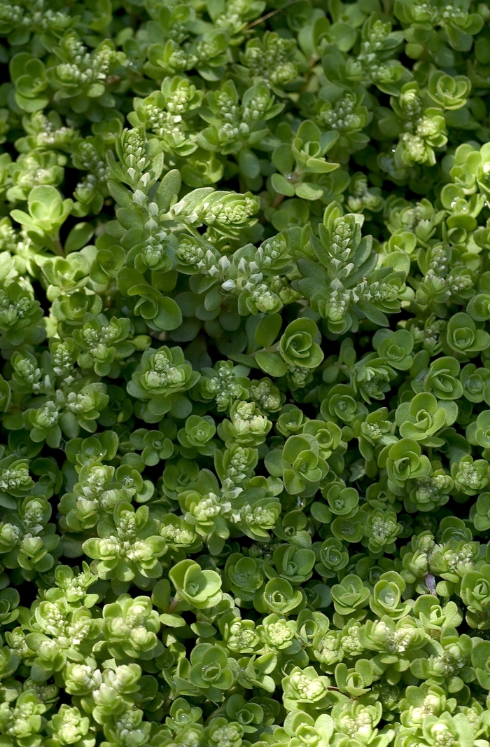 Stonecrop - Sedum ternatum (Stonecrop) from E.C. Brown's Nursery