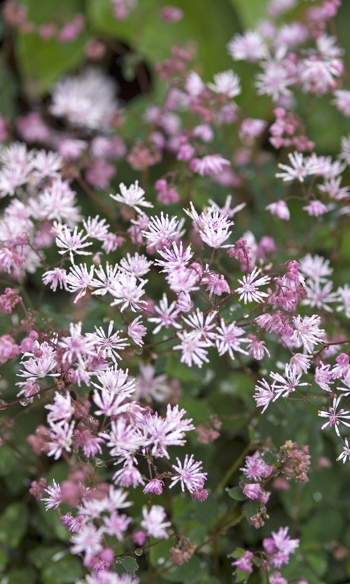 My little Favorite - Thalictrum aquilegia from E.C. Brown's Nursery My little Favorite - Thalictrum aquilegia from E.C. Brown's Nursery