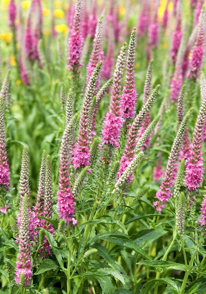 Speedwell - Veronica spicata 'Red Fox' from E.C. Brown's Nursery Speedwell - Veronica spicata 'Red Fox' from E.C. Brown's Nursery